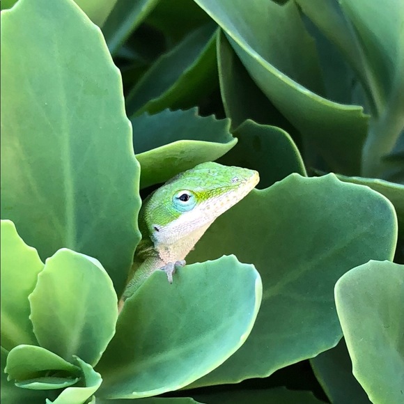 Meet your Posher, Cindy - Picture 7 of 7